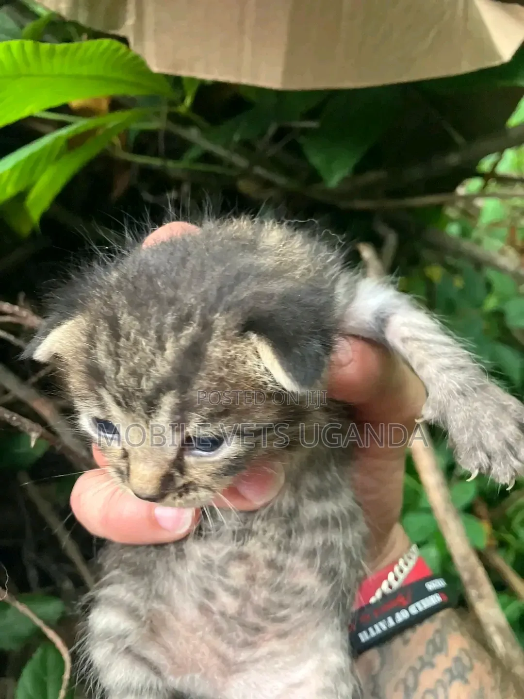 0-1 month Male Purebred American Bobtail