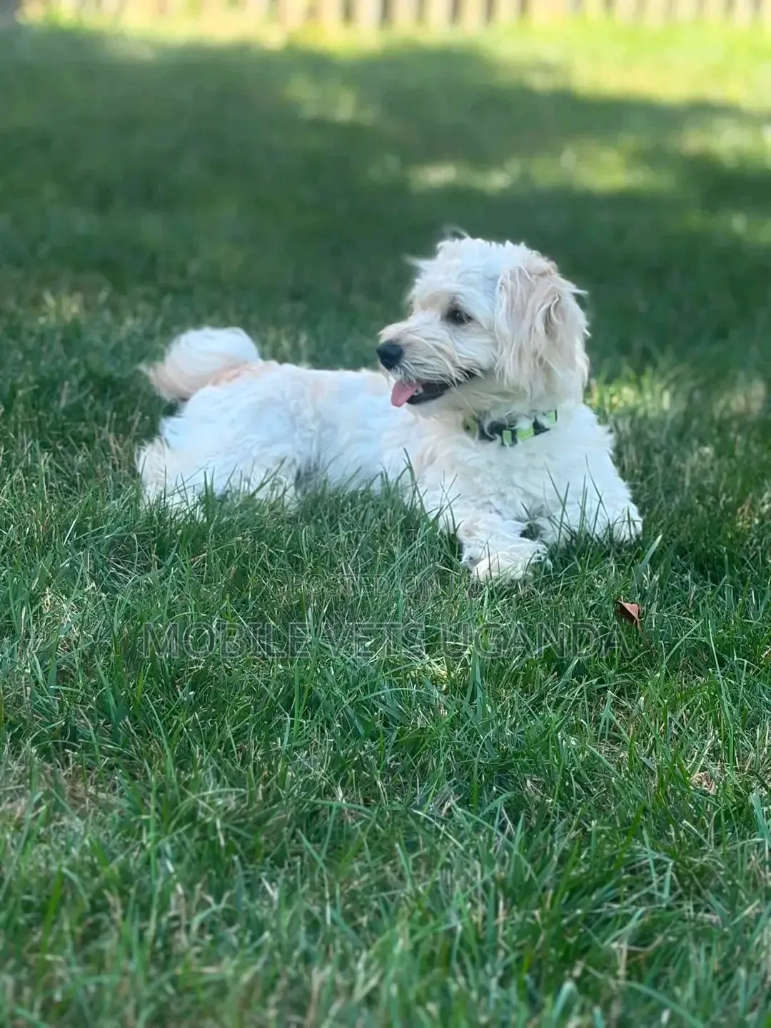 1-3 months Male Purebred Maltese