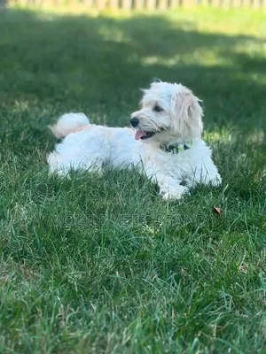 1-3 months Male Purebred Maltese