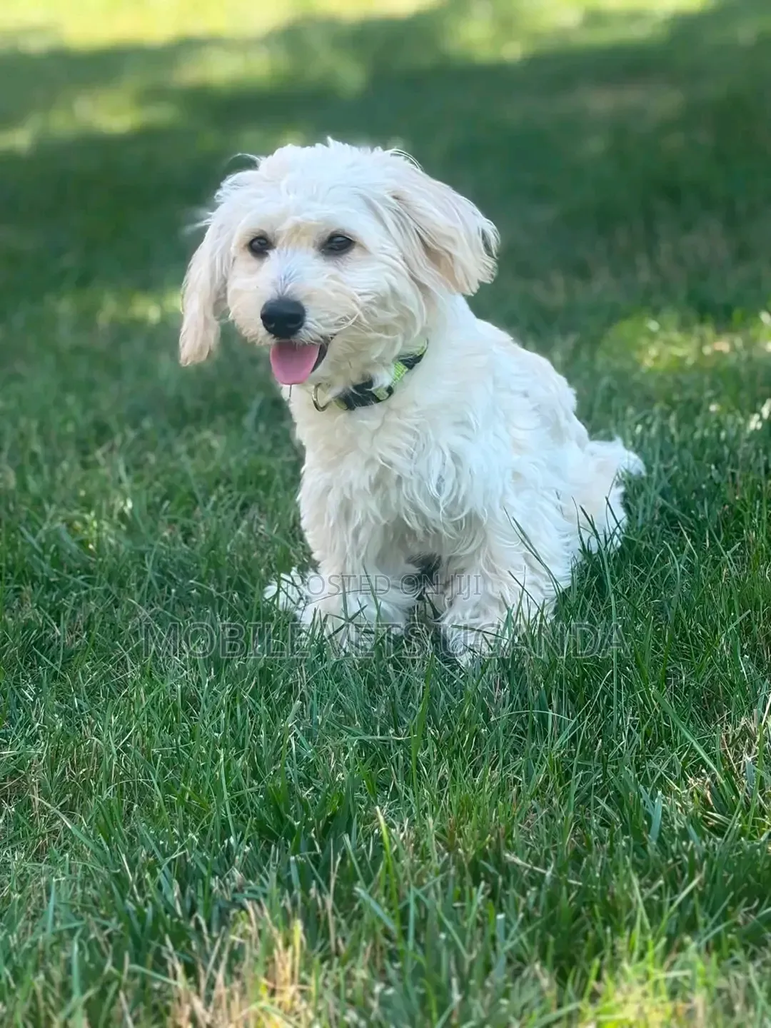 3-6 months Male Purebred Maltese