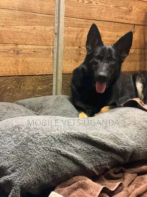 1-3 months Female Purebred German Shepherd