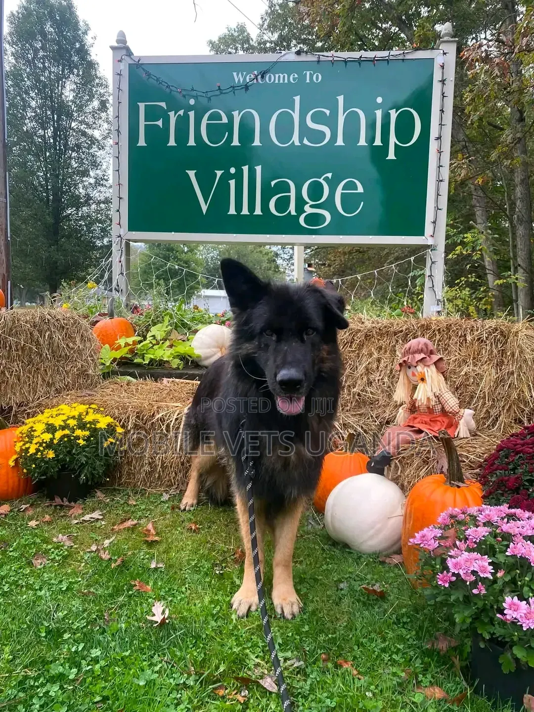 6-12 months Male Purebred German Shepherd