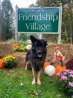6-12 months Male Purebred German Shepherd