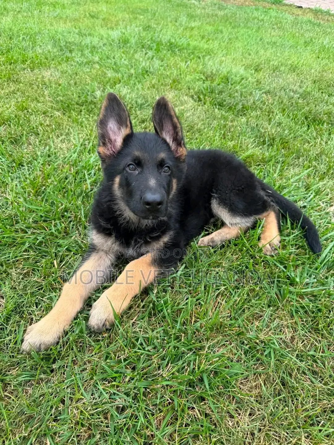 3-6 months Male Purebred German Shepherd