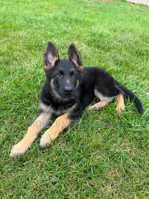 3-6 months Male Purebred German Shepherd