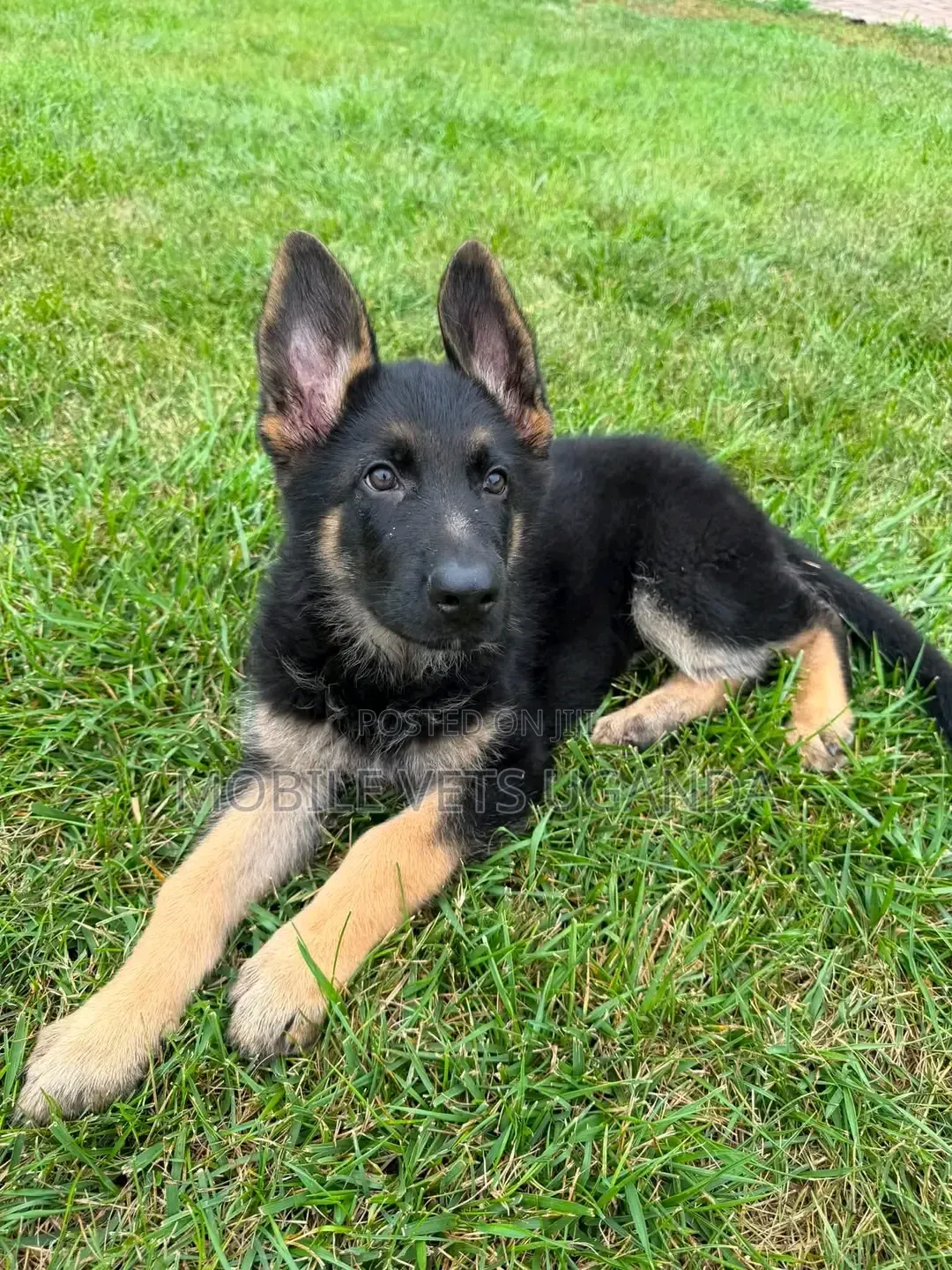 1-3 months Male Purebred German Shepherd