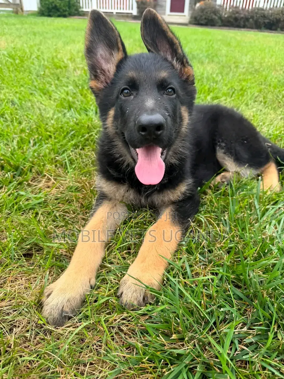 3-6 months Male Purebred German Shepherd