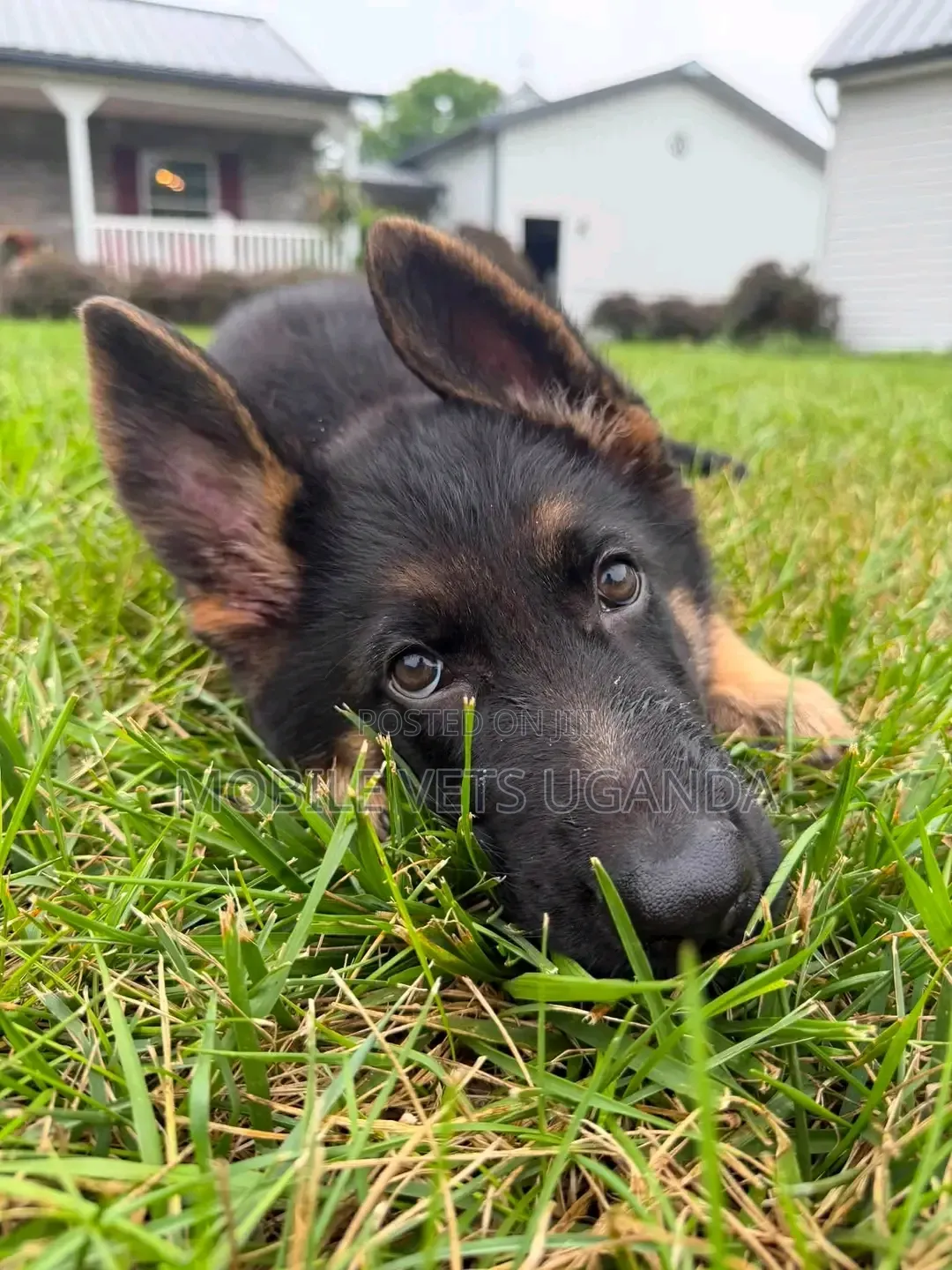 0-1 month Male Purebred German Shepherd