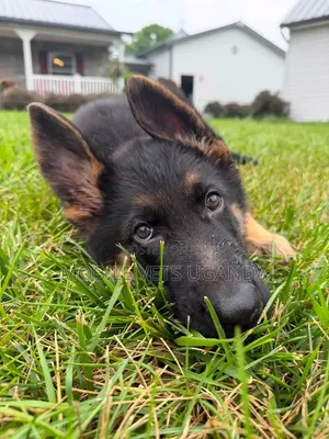 0-1 month Male Purebred German Shepherd