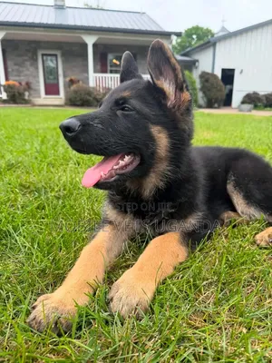 1-3 months Male Purebred German Shepherd