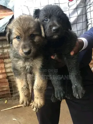 1-3 months Male Purebred German Shepherd