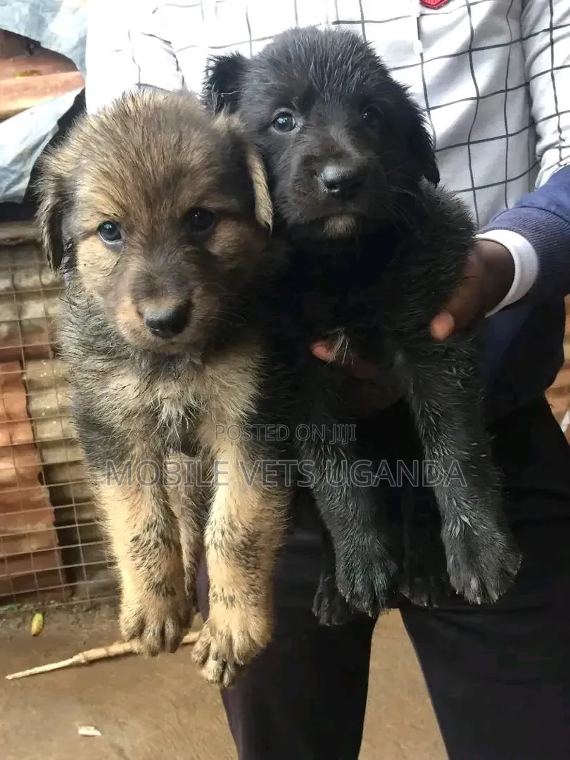 1-3 months Male Purebred German Shepherd
