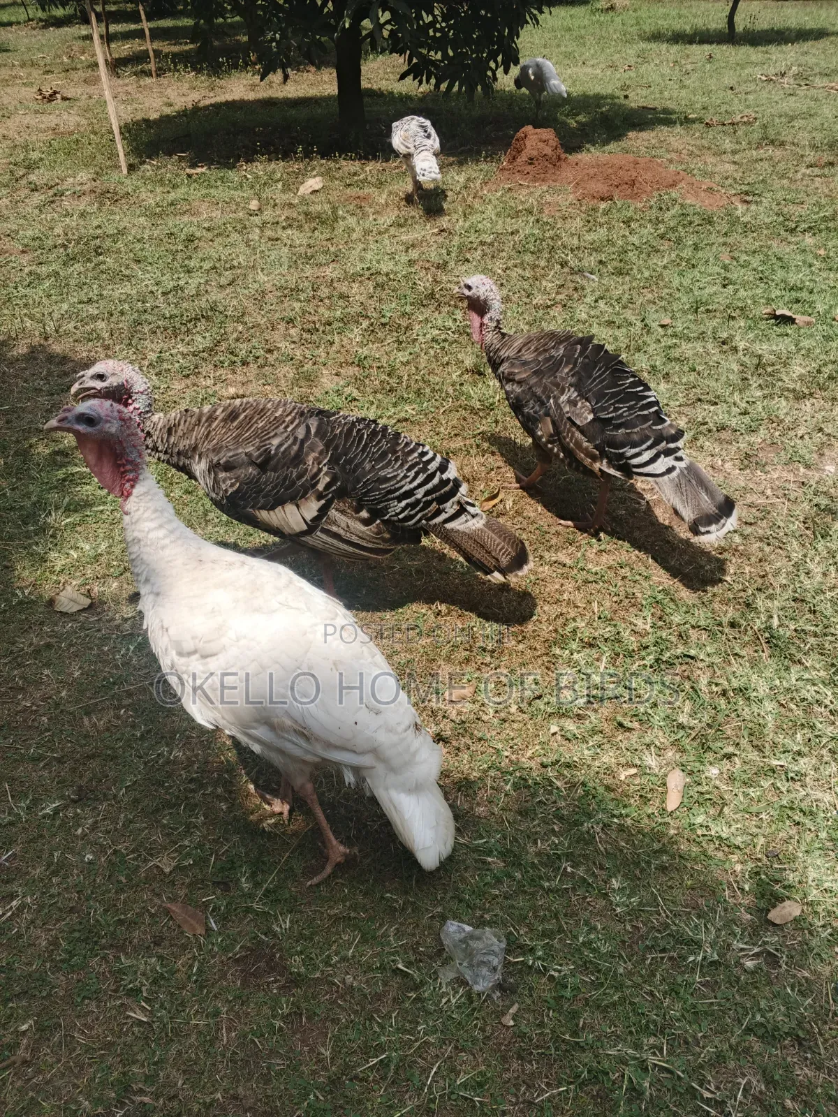 3 Female Turkeys for Sale