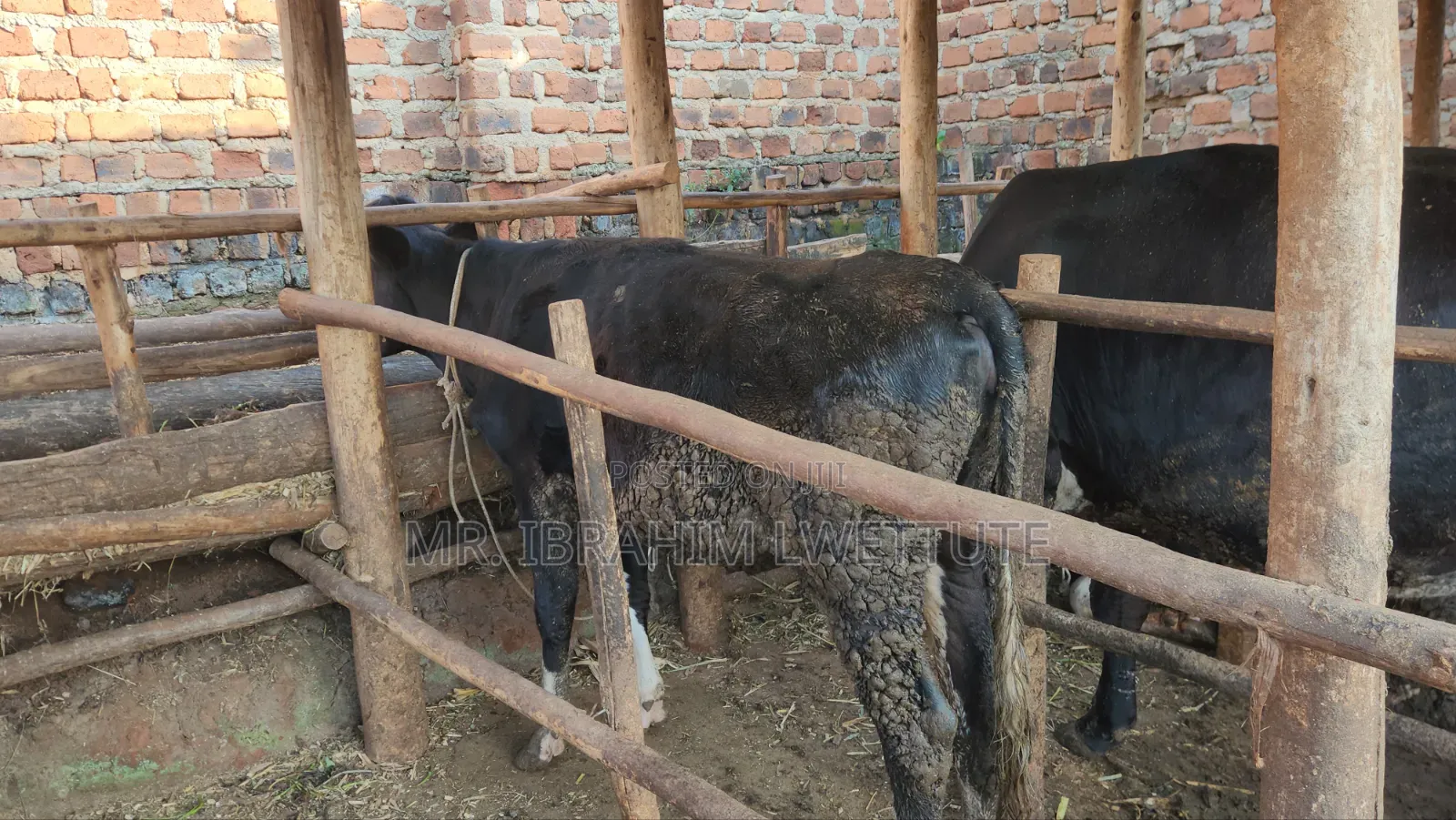 Friesian on Sale