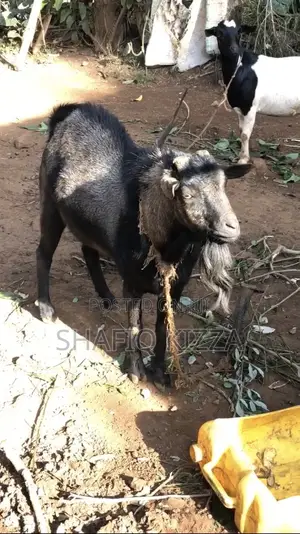 Goat for Sale