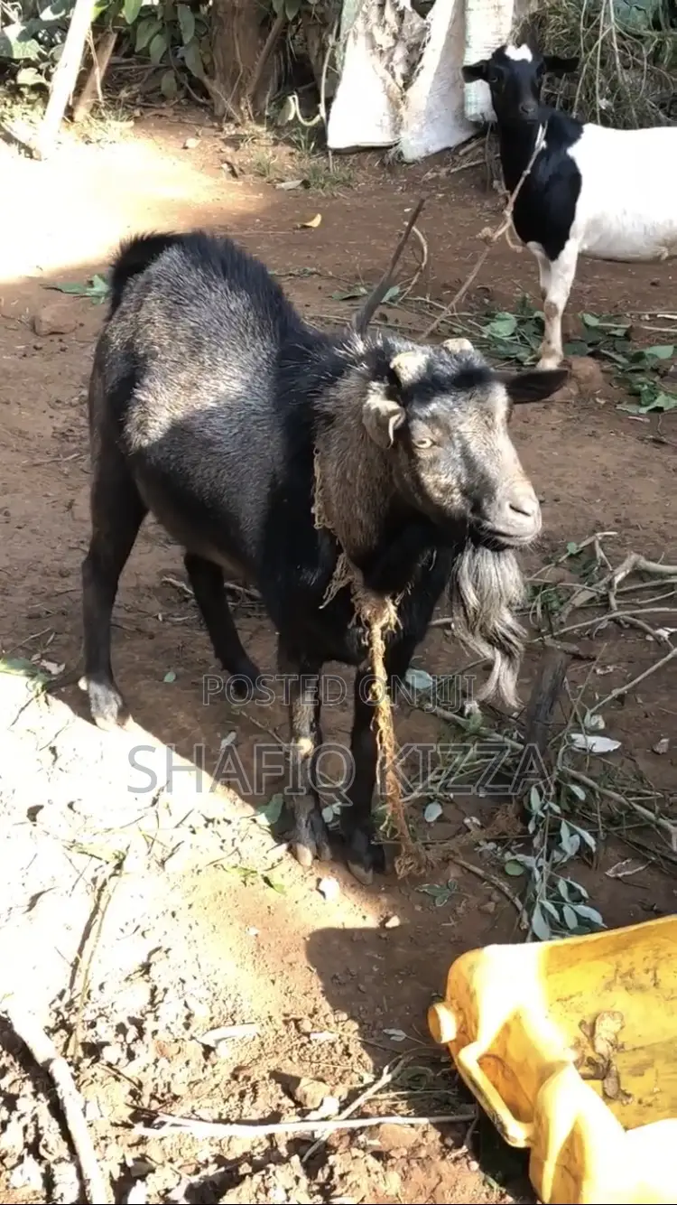 Goat for Sale