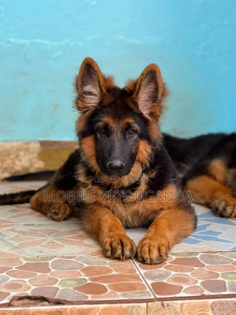 3-6 months Female Purebred German Shepherd