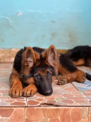 1-3 months Female Purebred German Shepherd
