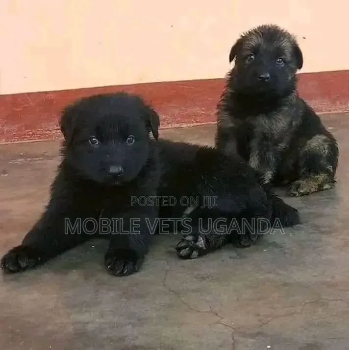 0-1 month Male Purebred German Shepherd