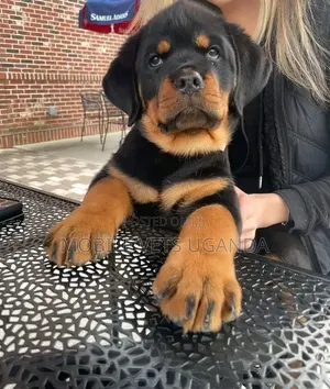 1-3 months Male Purebred Rottweiler