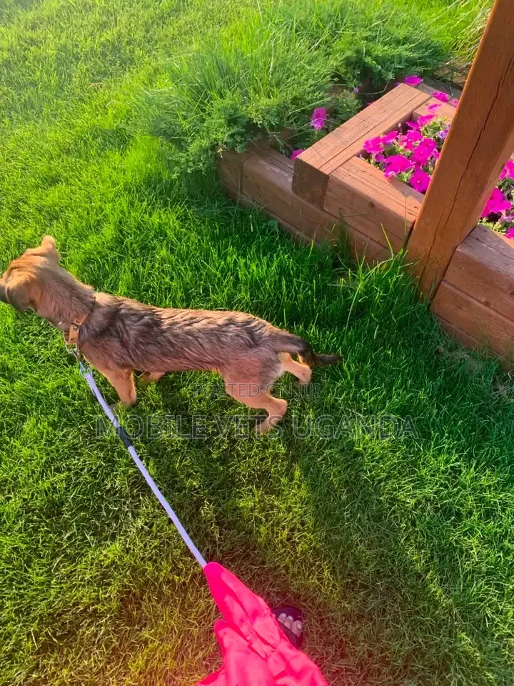 3-6 months Male Mixed Breed German Shepherd