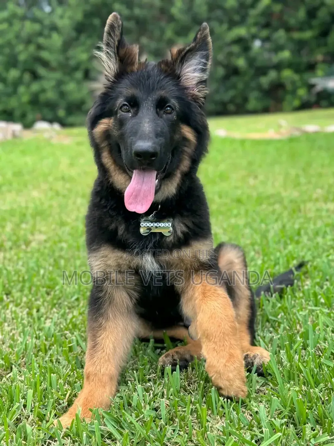 1-3 months Male Purebred German Shepherd
