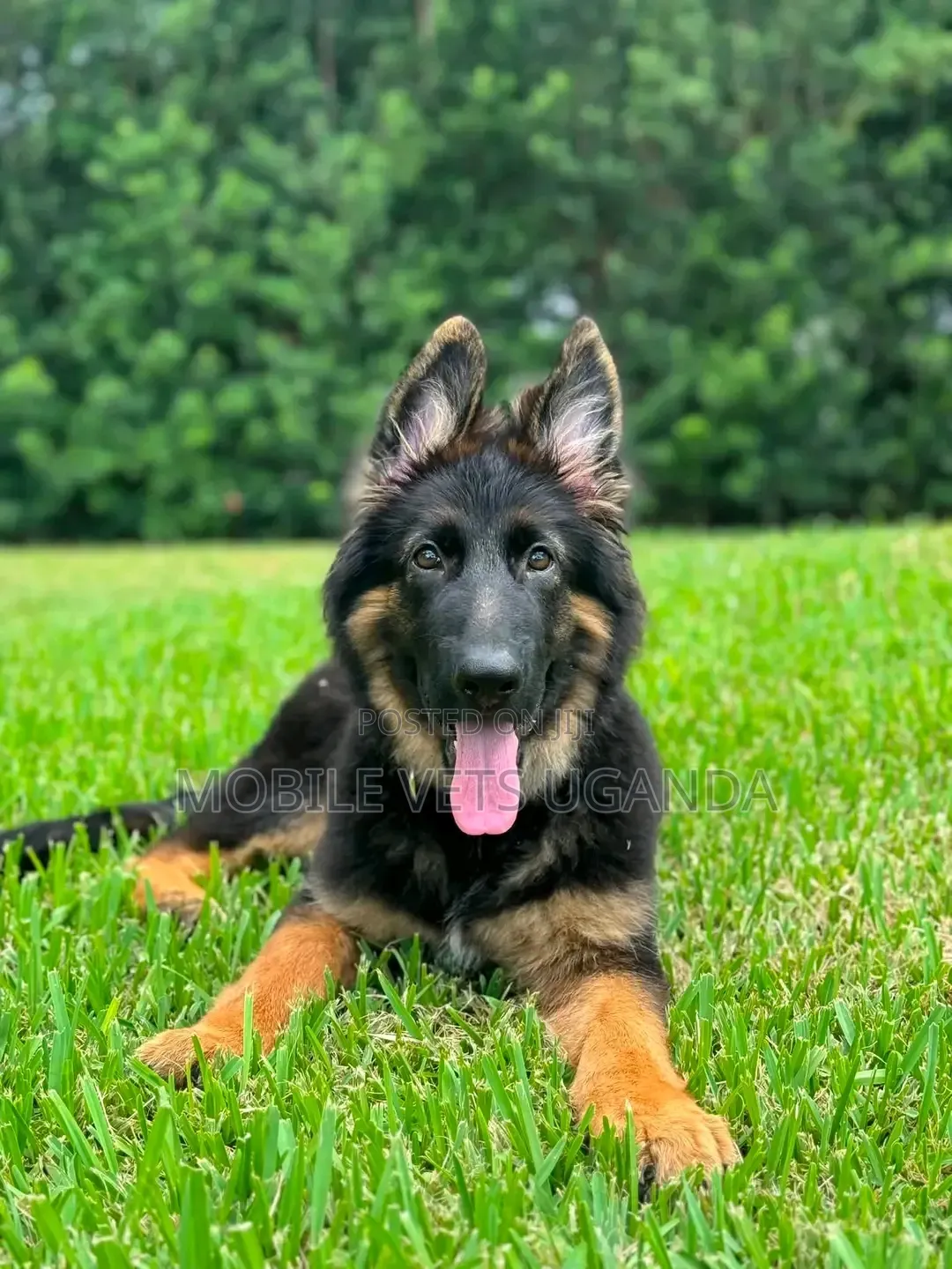 1-3 months Female Purebred German Shepherd