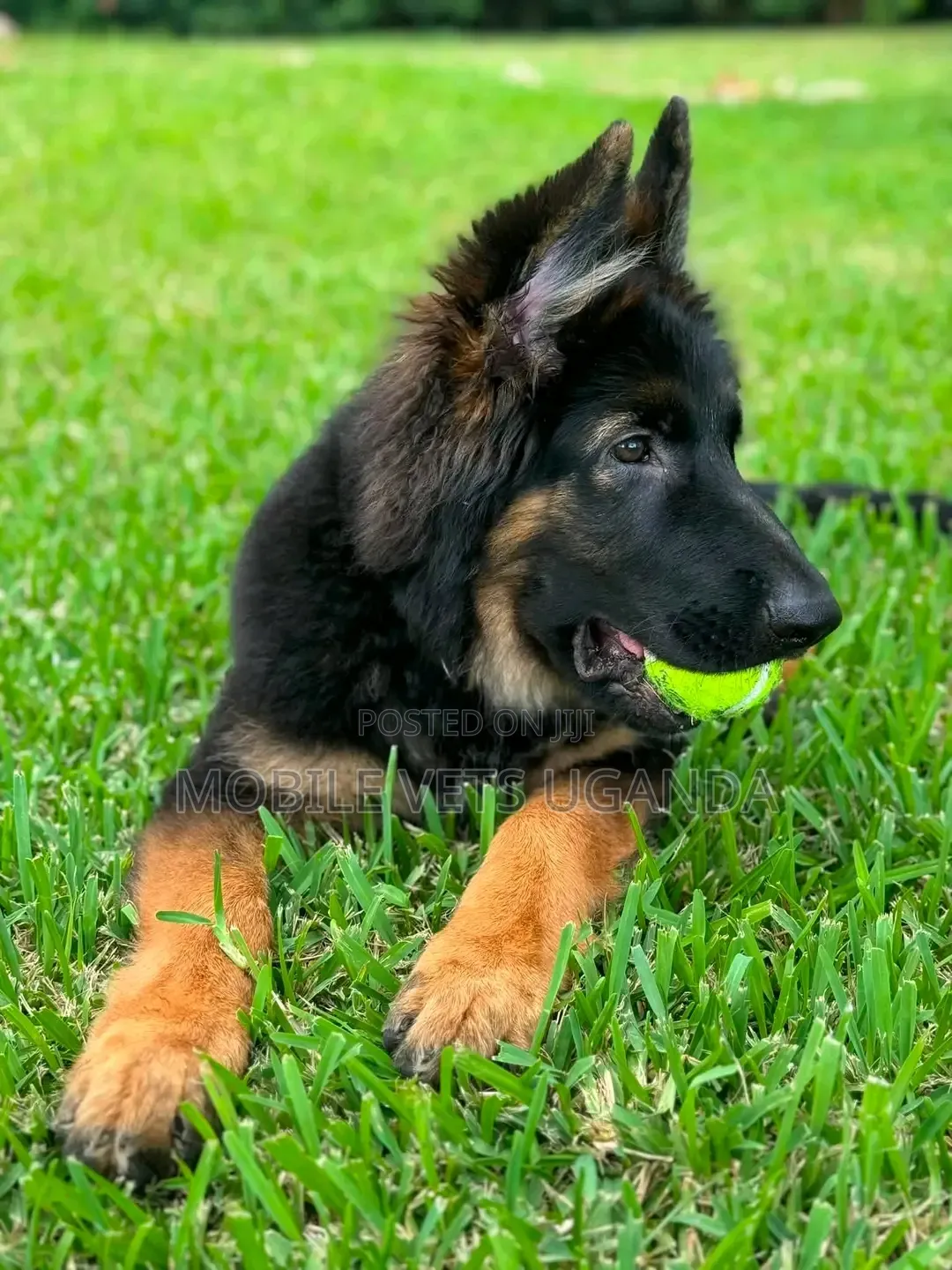 3-6 months Male Purebred German Shepherd