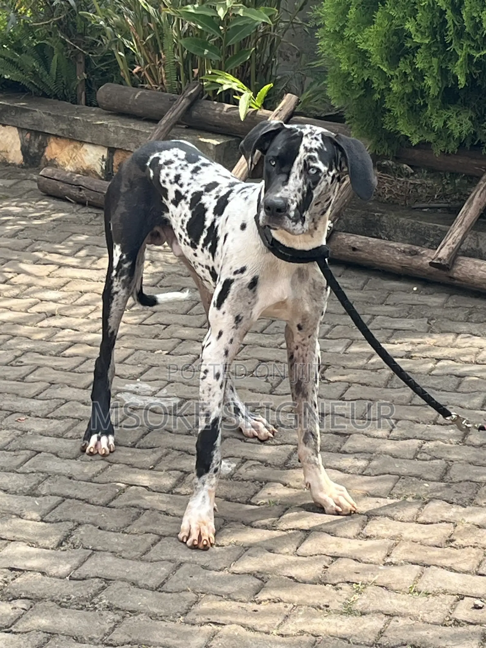 1+ year Male Purebred Great Dane