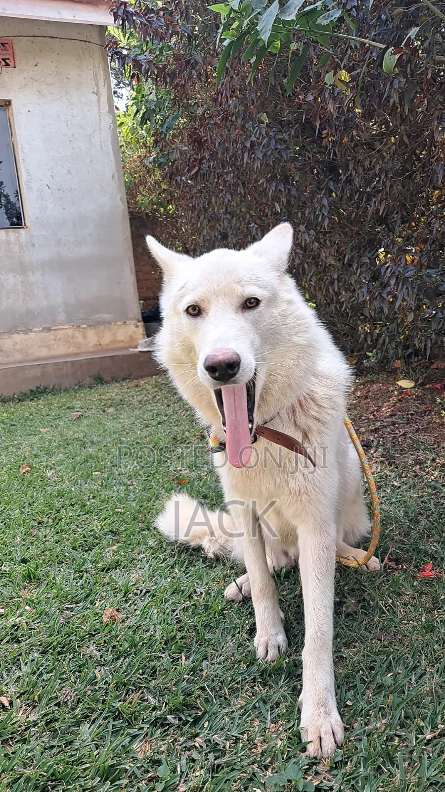 1+ year Male Purebred Siberian Husky