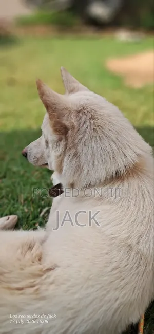 1+ year Male Purebred Siberian Husky