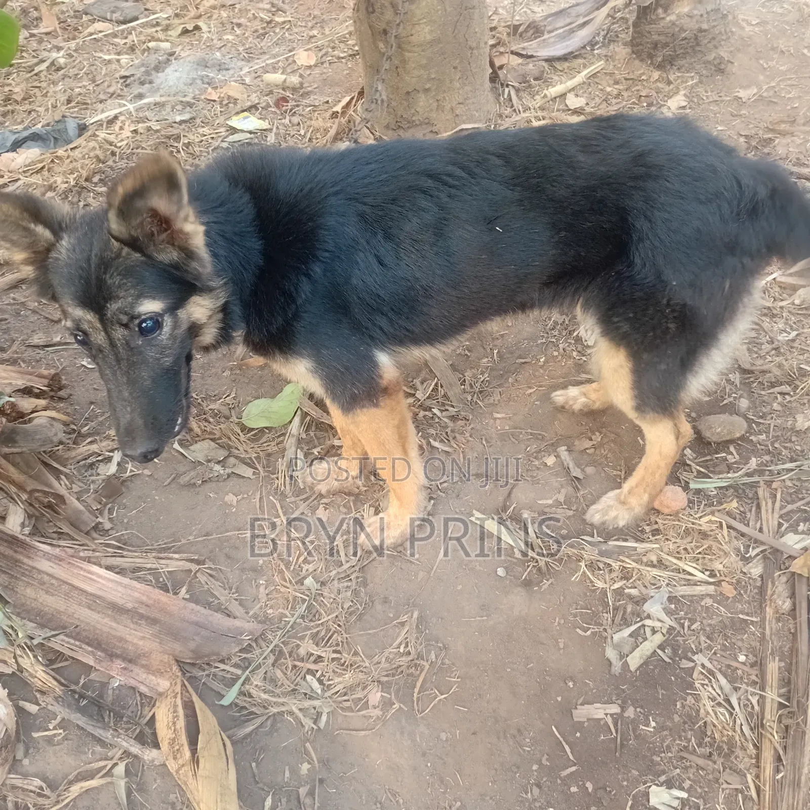 3-6 months Female Mixed Breed German Shepherd