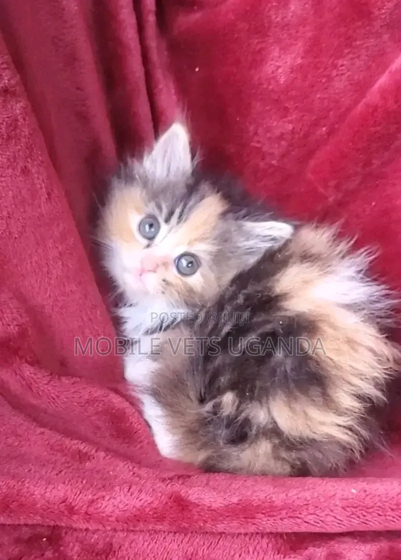 1-3 months Female Purebred Bombay