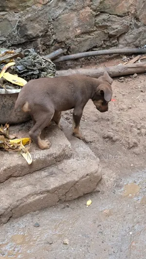 1-3 months Male Purebred Boerboel
