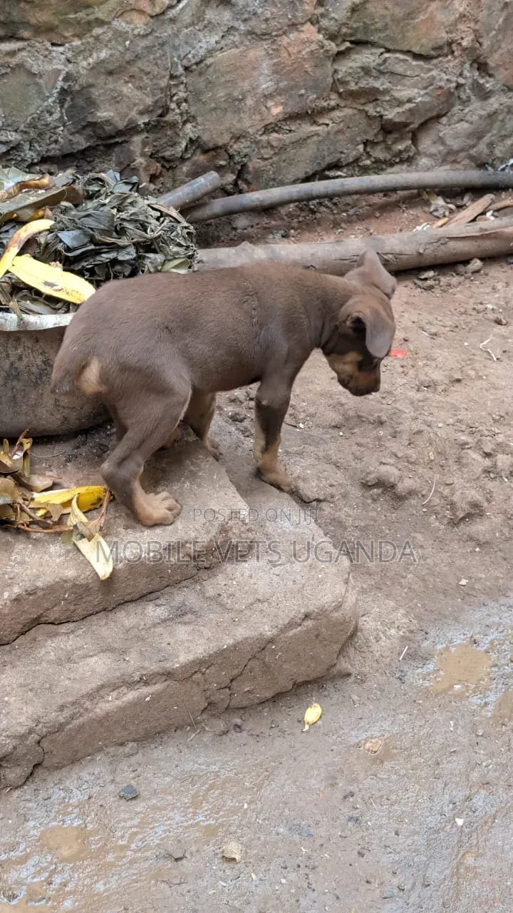 1-3 months Male Purebred Boerboel