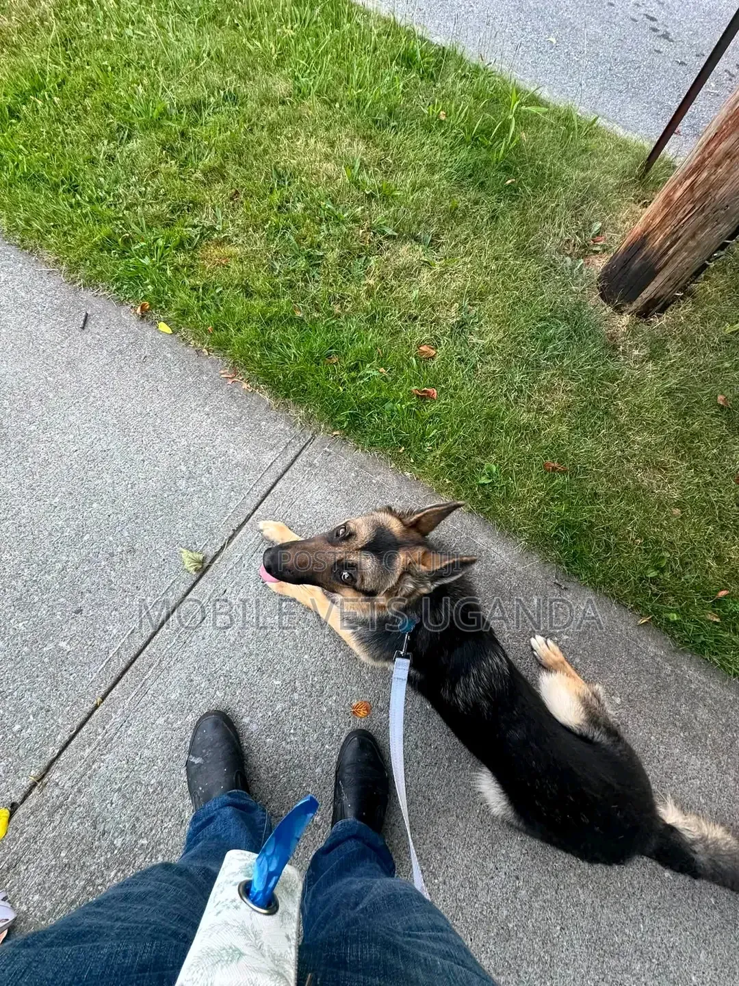 3-6 months Male Purebred German Shepherd