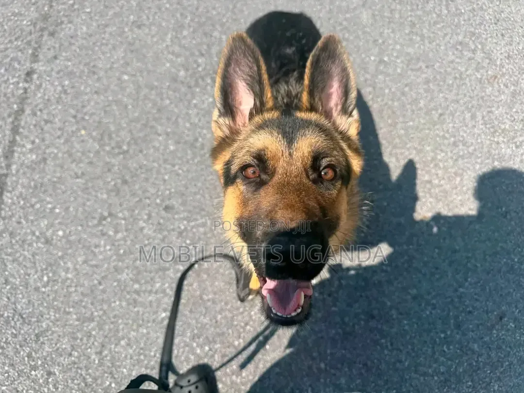 6-12 months Female Purebred German Shepherd