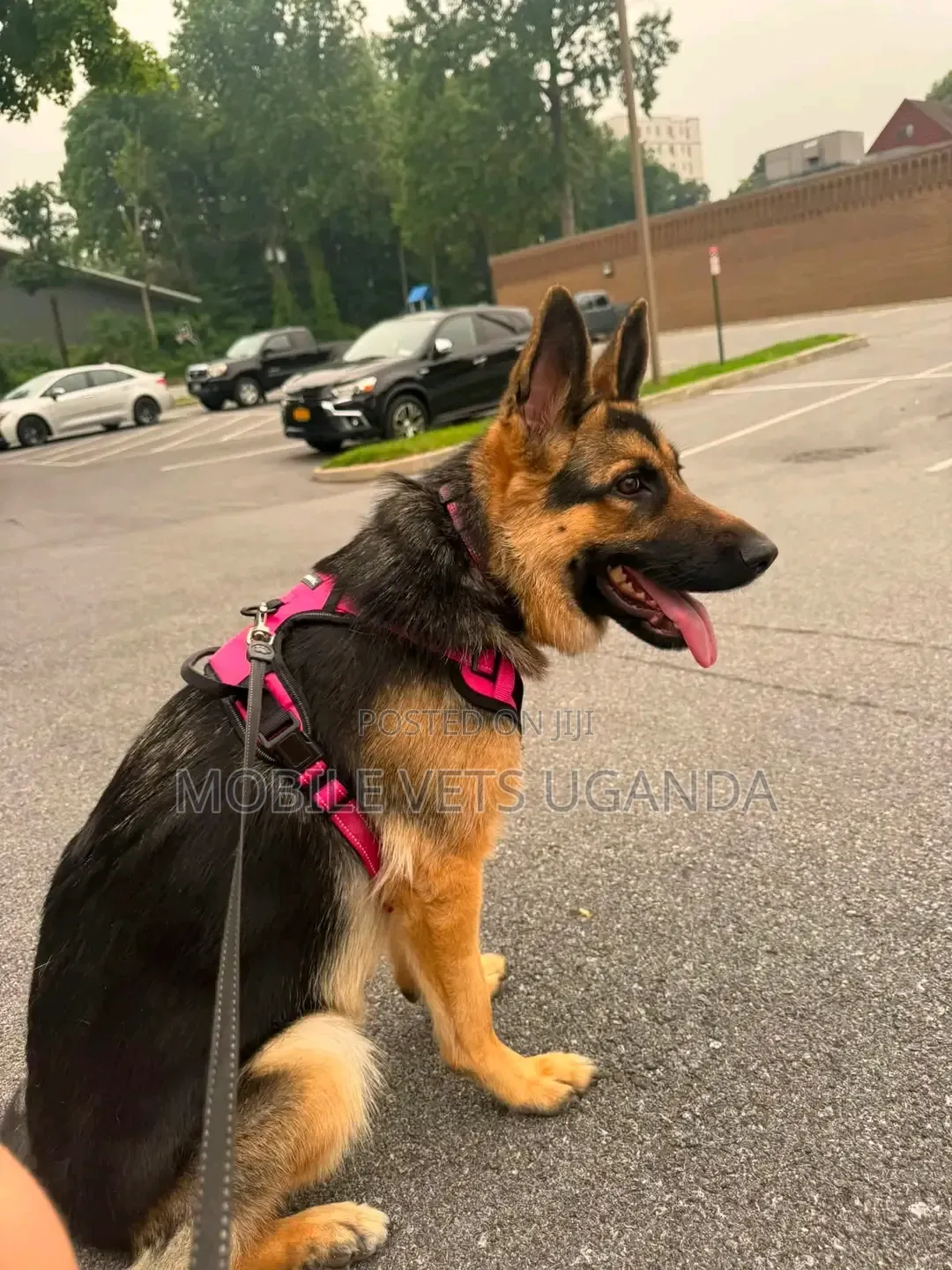 3-6 months Female Purebred German Shepherd