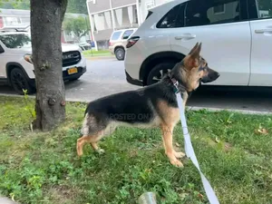 3-6 months Female Purebred German Shepherd