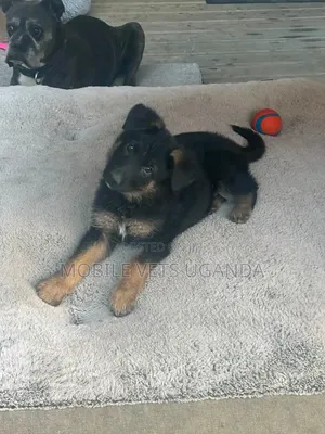 1-3 months Male Purebred German Shepherd