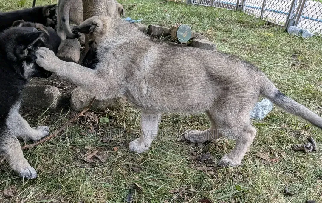 1-3 months Female Purebred German Shepherd