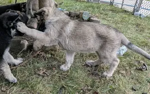 1-3 months Female Purebred German Shepherd