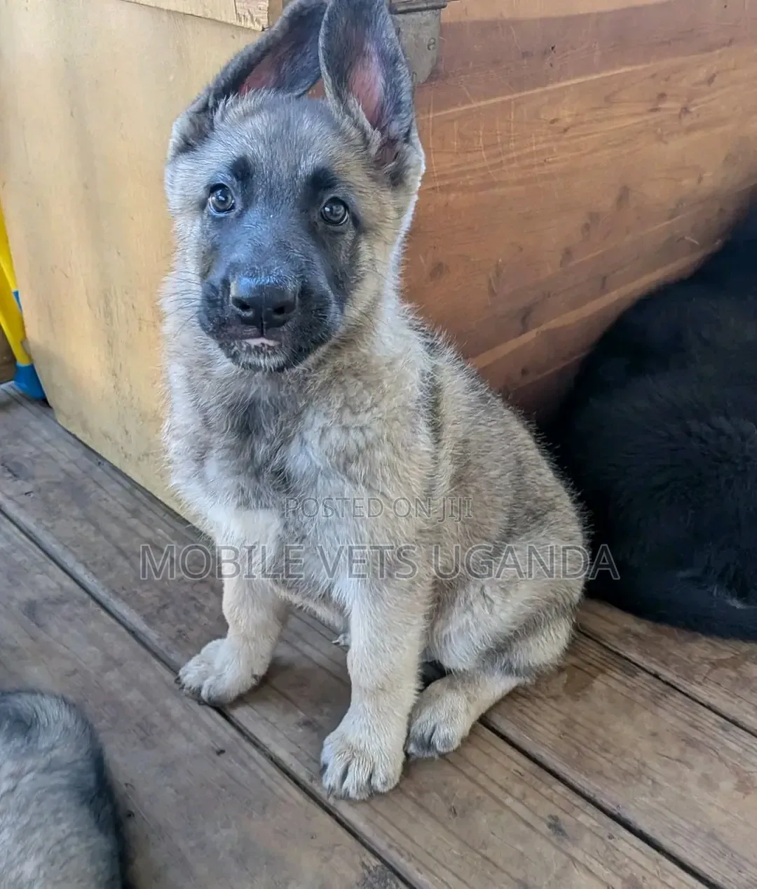3-6 months Male Purebred German Shepherd