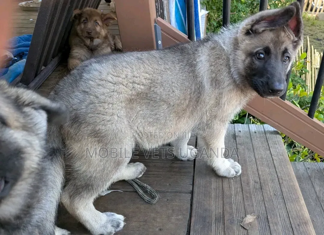 1-3 months Male Purebred German Shepherd