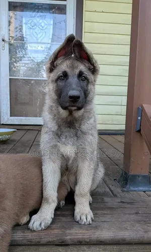 1-3 months Female Purebred German Shepherd
