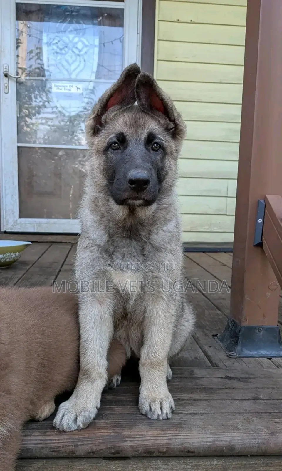 1-3 months Female Purebred German Shepherd