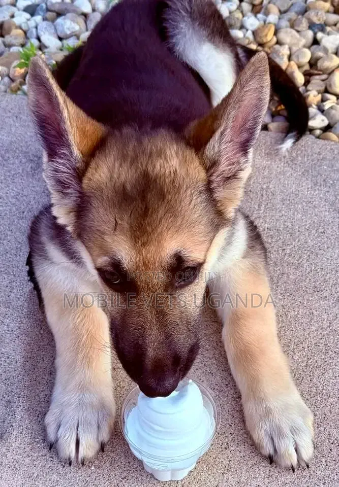 3-6 months Male Purebred German Shepherd