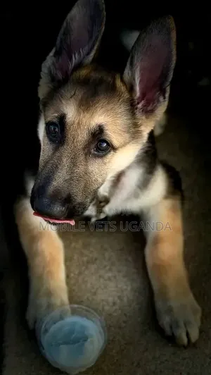 1-3 months Female Purebred German Shepherd