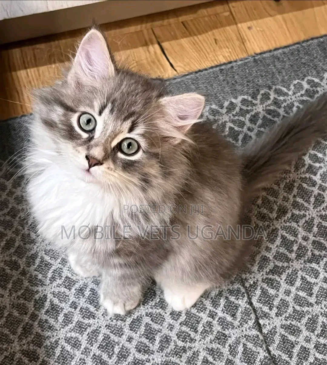 1-3 months Male Purebred Persian