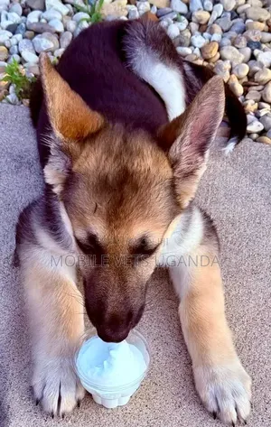0-1 month Female Purebred German Shepherd